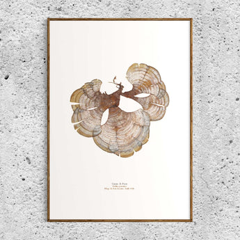 Queue de Paon, Saint-Malo - Impression d'algue pressée - Papier d'art 310gr