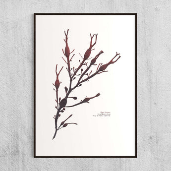 algue noueuse, saint-malo, impression algue pressée, algues sechées, cadeau, decoration interior, marin