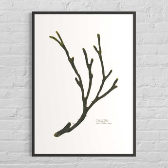 corne de velours, velvet hornweed, algue pressée, algue sechée, dinard, art, decor marin, decoration interieur, bord de mer, bretagne