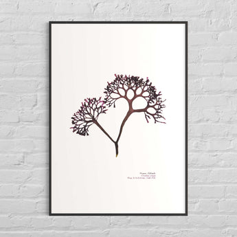 Irish Moss, Chondrus crispus, mousse d'irlande, algue rouge, rochebonne, saint-malo, algue pressee, algue sechee, decoration bord de mer, decor marin, carragheen, goemon blanc