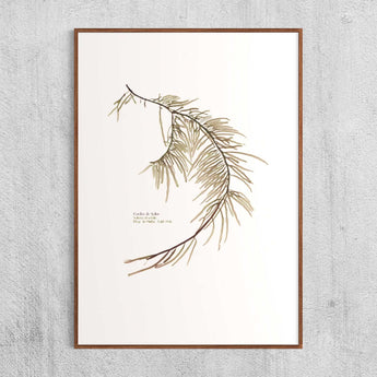 Solieria chordalis, cordes de Solier, algue rouge, algue pressee, algue sechee, decoartion marin, bord de mer, deco interieur breton, Saint-Malo, Rochebonne