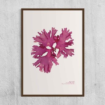 Algue Éventail, Saint-Malo - Impression d'algue pressée - Papier d'art 310gr