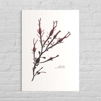 algue noueuse, saint-malo, impression algue pressée, algues sechées, cadeau, decoration interior, marin