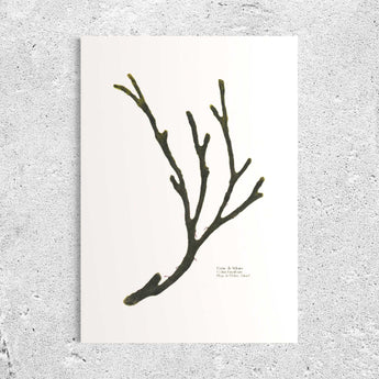 corne de velours, velvet hornweed, algue pressée, algue sechée, dinard, art, decor marin, decoration interieur, bord de mer, bretagne