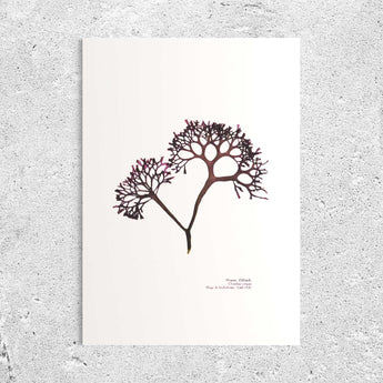 Irish Moss, Chondrus crispus, mousse d'irlande, algue rouge, rochebonne, saint-malo, algue pressee, algue sechee, decoration bord de mer, decor marin, carragheen, goemon blanc