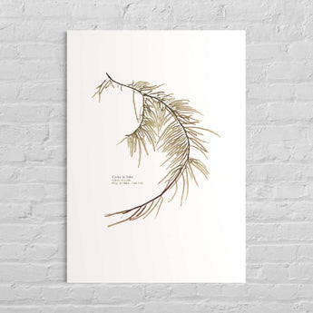 Solieria chordalis, cordes de Solier, algue rouge, algue pressee, algue sechee, decoartion marin, bord de mer, deco interieur breton, Saint-Malo, Rochebonne