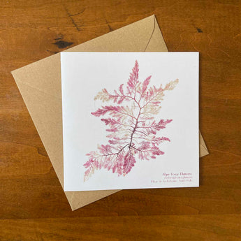 Algue Rouge Plumeuse - Carte vierge